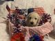 Golden Doodle Puppies for sale in Warwick, RI, USA. price: NA