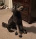 Golden Doodle Puppies for sale in SOUTH PRINCE GEORGE, VA 23805, USA. price: NA
