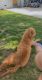 Golden Doodle Puppies for sale in 65 Hoy Ave, Fords, NJ 08863, USA. price: NA