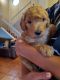 Golden Doodle Puppies for sale in Ontario, CA 91761, USA. price: NA