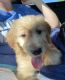 Golden Doodle Puppies for sale in Prospect, CT 06712, USA. price: $2,000