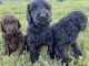 Golden Doodle Puppies for sale in Lenoir City, TN, USA. price: NA