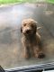 Golden Doodle Puppies for sale in Tallmadge, OH, USA. price: NA