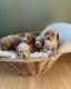 Golden Doodle Puppies for sale in USAA Blvd, San Antonio, TX, USA. price: $1,200