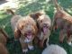 Golden Doodle Puppies for sale in Willard, UT 84340, USA. price: $1,000