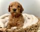 Golden Doodle Puppies for sale in South Weber, UT 84405, USA. price: NA