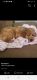 Golden Doodle Puppies for sale in Dade City, FL, USA. price: $2,000