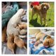 Golden Doodle Puppies for sale in Chula Vista, CA 91914, USA. price: NA