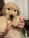 Golden Doodle Puppies for sale in Hialeah, FL, USA. price: NA