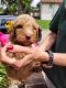 Golden Doodle Puppies for sale in Leitchfield, KY 42754, USA. price: NA