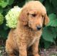 Golden Doodle Puppies for sale in Jefferson, MD 21755, USA. price: NA