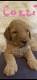Golden Doodle Puppies for sale in UT-145, American Fork, UT, USA. price: $1,800