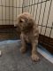 Golden Doodle Puppies for sale in Sparta, MO 65753, USA. price: NA