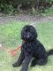 Golden Doodle Puppies for sale in West Bloomfield Township, MI, USA. price: $1,600