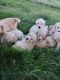 Golden Doodle Puppies for sale in Salt Lake City, UT 84107, USA. price: $1,500