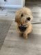 Golden Doodle Puppies for sale in 2575 W Palais Dr, Coeur d'Alene, ID 83815, USA. price: NA