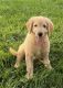 Golden Doodle Puppies for sale in Pilot Mountain, NC 27041, USA. price: $600