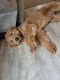 Golden Doodle Puppies for sale in Tenny Hill St, Lexington Park, MD 20653, USA. price: NA
