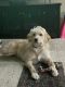 Golden Doodle Puppies for sale in York, PA, USA. price: NA