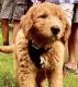 Golden Doodle Puppies for sale in Novi, MI, USA. price: $1,000