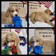Golden Doodle Puppies for sale in Joshua, TX, USA. price: NA