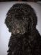 Golden Doodle Puppies for sale in New London, OH 44851, USA. price: NA