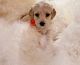 Golden Doodle Puppies for sale in Chula Vista, CA, USA. price: NA