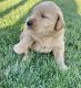 Golden Doodle Puppies for sale in Kennewick, WA, USA. price: NA