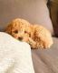 Golden Doodle Puppies for sale in 204 Charmayne Ave, Lancaster, PA 17603, USA. price: NA
