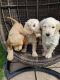 Golden Doodle Puppies for sale in Colorado Springs, CO, USA. price: $700