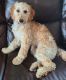 Golden Doodle Puppies for sale in Aurora, IL, USA. price: NA