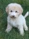 Golden Doodle Puppies for sale in Akron, OH, USA. price: NA