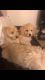 Golden Doodle Puppies for sale in Queen Creek, AZ 85140, USA. price: $1,400