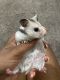 Golden Hamster Rodents for sale in Dayton, OH, USA. price: NA