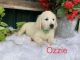 Golden Retriever Puppies for sale in Navarre, OH 44662, USA. price: NA