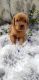 Golden Retriever Puppies for sale in Emlenton, PA 16373, USA. price: $1,550
