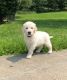 Golden Retriever Puppies for sale in Muncie, IN, USA. price: NA