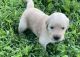 Golden Retriever Puppies for sale in Schell City, MO 64783, USA. price: $1,000