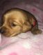 Golden Retriever Puppies for sale in Ruby, SC 29741, USA. price: NA