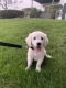 Golden Retriever Puppies for sale in Arlington Heights, IL, USA. price: $2,500