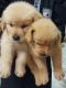 Golden Retriever Puppies for sale in Banjara Hills, Hyderabad, Telangana, India. price: 25000 INR