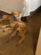 Golden Retriever Puppies for sale in Aurora, CO, USA. price: $1