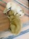 Golden Retriever Puppies for sale in Moula Ali, Secunderabad, Telangana, India. price: 30000 INR