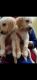 Golden Retriever Puppies for sale in Chikka Nanjunda Reddy Layout, Babusapalya, Bank Avenue Colony, Horamavu, Bengaluru, Karnataka 560043, India. price: 10000 INR