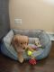 Golden Retriever Puppies for sale in Chicago, IL, USA. price: $1,800