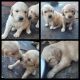 Golden Retriever Puppies for sale in Chehalis, WA 98532, USA. price: $2,500