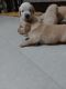 Golden Retriever Puppies for sale in Parnasree Palli, Behala, Kolkata, West Bengal, India. price: NA
