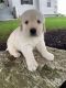 Golden Retriever Puppies for sale in Midland Park, NJ 07432, USA. price: NA