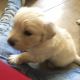 Golden Retriever Puppies for sale in Logandale, Moapa Valley, NV 89021, USA. price: NA