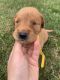 Golden Retriever Puppies for sale in Vichy, MO 65580, USA. price: NA